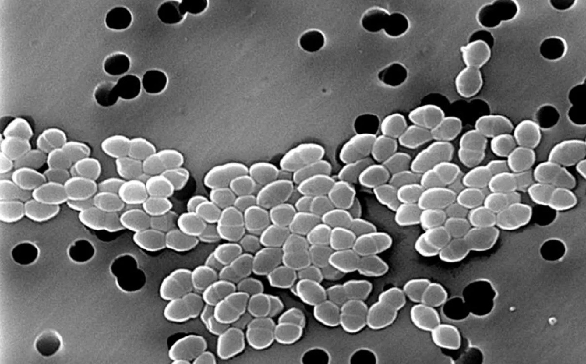 Los enterococos funcionan como indicador de contaminación fecal.jpg